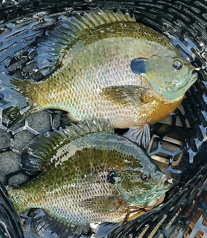 PANFISH/CRAPPIE/ICE BAITS